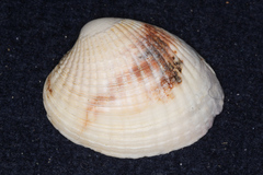 Austrovenus stutchburyi