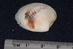 Austrovenus stutchburyi