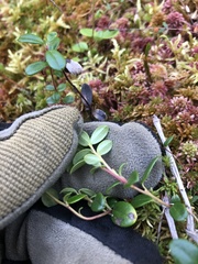 Vaccinium vitis-idaea