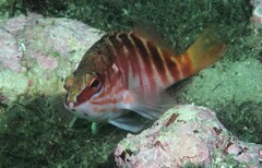 Hypoplectrodes maccullochi