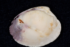 Austrovenus stutchburyi