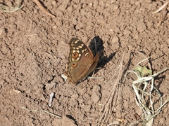 Junonia lemonias