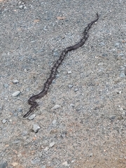 Pantherophis alleghaniensis