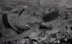Phascogale tapoatafa