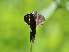 Thorybes dorantes dorantes