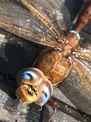 Aeshna grandis