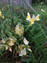 Linaria vulgaris