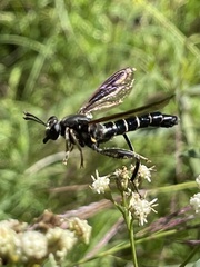 Mydidae
