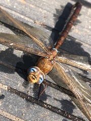 Aeshna grandis