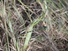 Paragomphus lineatus