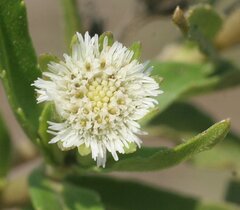 Eclipta prostrata