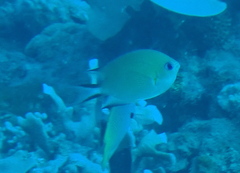 Pycnochromis amboinensis