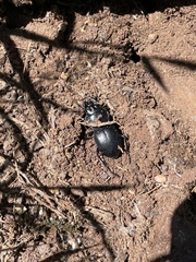 Pasimachus californicus