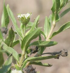 Eclipta prostrata