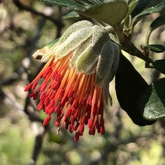 Diplolaena dampieri