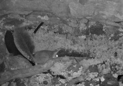 Phascogale tapoatafa