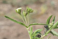 Eclipta prostrata