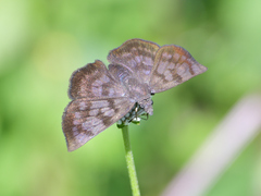 Pellicia