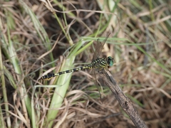Paragomphus lineatus