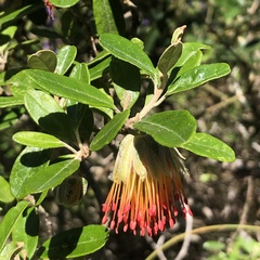 Diplolaena dampieri