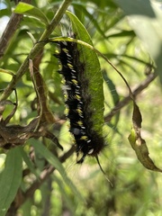 Apatelodes pudefacta