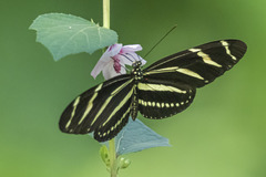 Heliconius charithonia