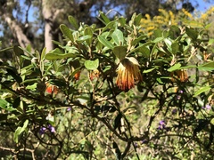 Diplolaena dampieri