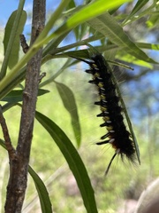 Apatelodes pudefacta