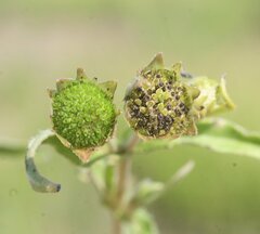 Eclipta prostrata