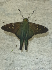 Urbanus proteus proteus