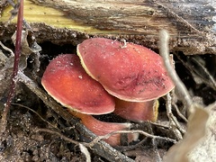 Hortiboletus