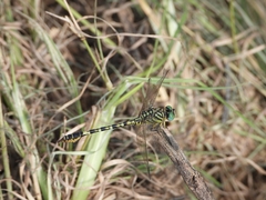 Paragomphus lineatus