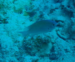 Pomacentrus callainus