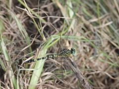 Paragomphus lineatus