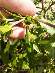 Eclipta prostrata