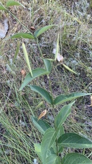 Vincetoxicum hirundinaria