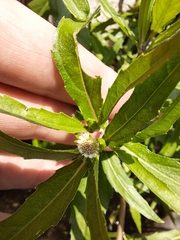 Eclipta prostrata