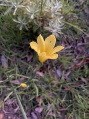 Moraea collina