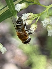 Palpada mexicana