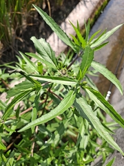 Eclipta prostrata
