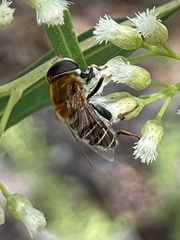 Palpada mexicana
