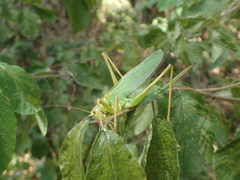 Tettigonia orientalis