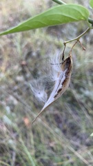 Vincetoxicum hirundinaria