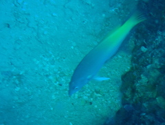 Halichoeres prosopeion