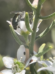 Leioproctus