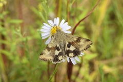 Heliothis maritima