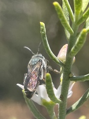 Leioproctus