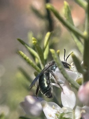 Leioproctus
