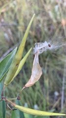 Vincetoxicum hirundinaria