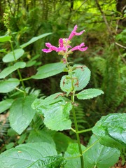 Stachys chamissonis cooleyae
